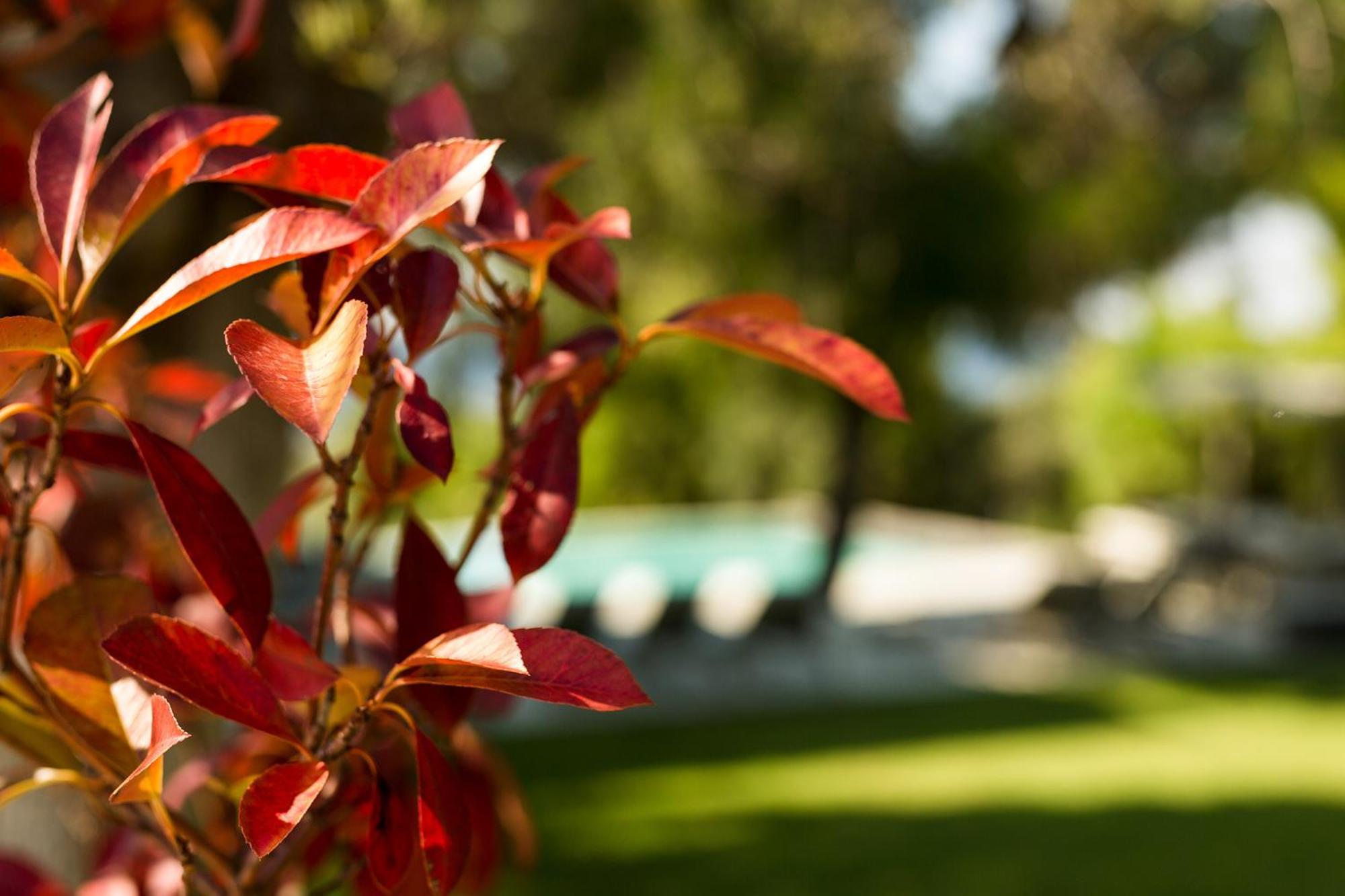 Olivia Estate Villa With Private Swimming Pool إيليا المظهر الخارجي الصورة